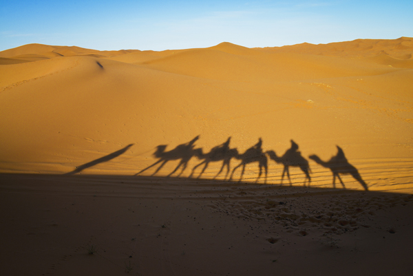 Camel train, tour of Morocco