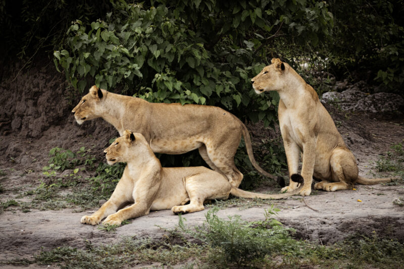 Lions Botswana, Photo by photographer Mi Elfverson